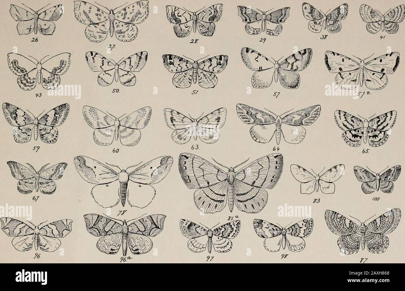 The night moths of New England, how to determine them readily . black lines. Feeds on pines. 70. Hcniirophila uni/ivia : 21 in.; buff, brown and black. 71. Cymatophora crepuscularia; i-t in.; white, brown sprinkled. Caterpillar feeds on wil-low and poplar. • pampinaria •   in.; pale ash gray, like 7 i. humaria : lA- in. : white dusted brown. border dark. lanaria ; i-A- in.; wliitish gray: .^spots on tip of forewing. iiml&gt;n&gt;saria :  in. ; white with black lines. 72. Tephrosia canaiiaria : i in. ; gray, brown speckled. cribrataria ; i] in.; like 68; ashy buff with strong brown sprinkle Stock Photo