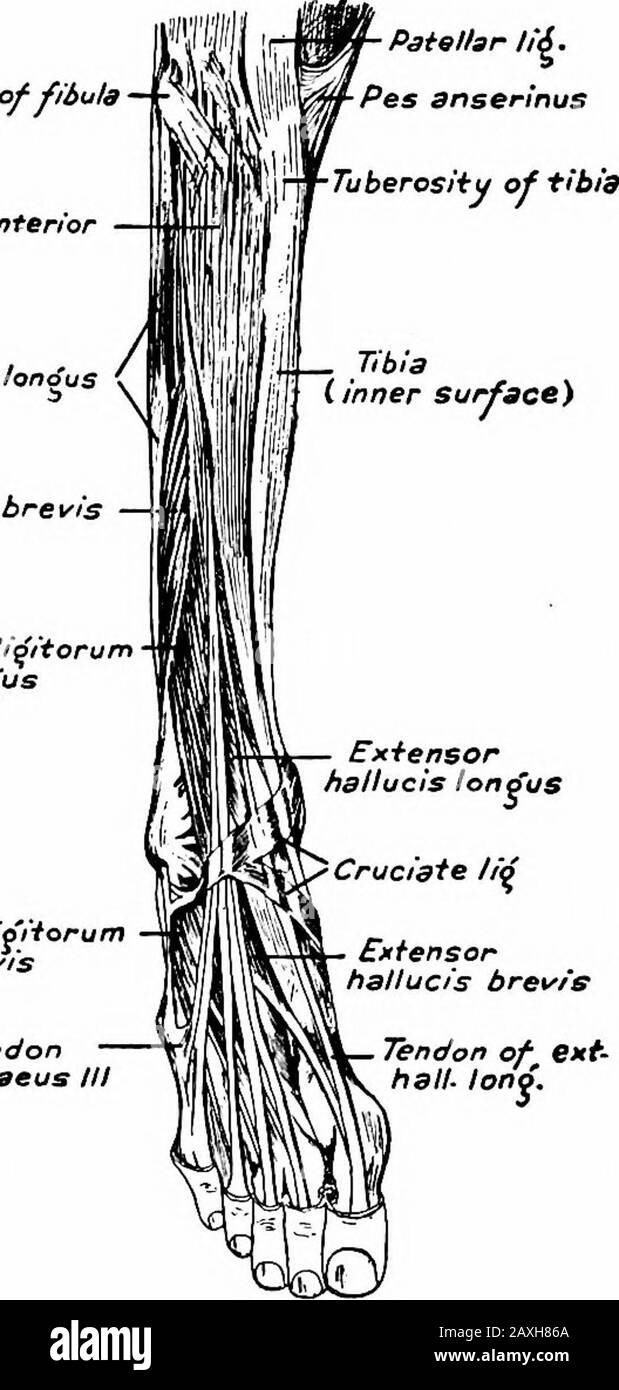 A manual of anatomy . haft of the fibula (ventralpart) and from the fascia and intermuscular septum. It is insertedinto the four lesser toes. Over the first phalanx of each toe eachtendon is joined by tendons from the lumbricales, interossei and theextensor digitorum brevis. This conjoined tendon splits into threeportions, the central one of which is inserted into the distal phalanxand the two side tendons into the middle phalanx. A ctions.—Flexes the foot dorsally and extends the four lesser toes. 204 MYOLOGY Nerve Supply.—Deep peroneal nerve (L. 4, 5, S. i). The m. peroneus tertius arises wi Stock Photo