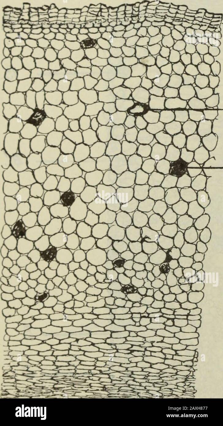 American journal of pharmacy . ^^£^- /. portion of a transverse section of a root of Solanum Carolinense,magnified 45 diameters. ./, rnptured cork tissue ; h and b, secretion cellscontaining calcium oxalate ; c, cambium zone ; d, medullary ray; r, one of theconcentric layers of ducts, alternating with wood parenchyma. The underground stem {Fi^. 6) shows the pericyclc relativelythicker and the corte.x thinner than in the root. The cork tissue 8o Solamim Carolinense. Am. Jour. PharmFebruary, 1897. resembles that of the root, except that a part of the epidermis ispresent. Collenchyma is found in Stock Photo