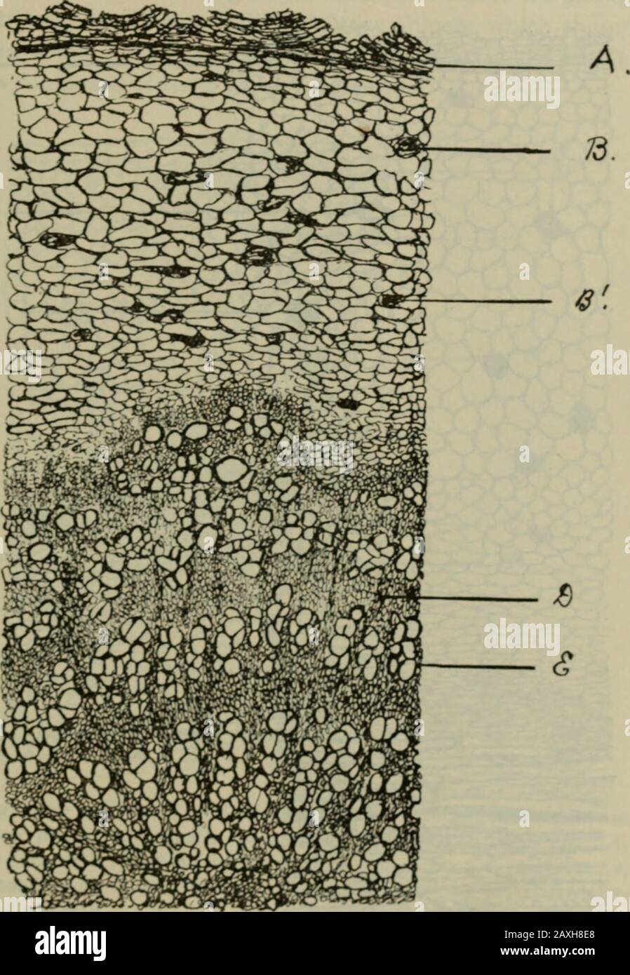 American journal of pharmacy . ^m^ Fig. J is a drawing of the root of vSolanum Carolinense in the fresh state. Itshows the natural size of the root when about two years old. I)resent. The libriform cells show markings from the pressure ofadjacent cells, and are usually forked at one end. In the portions ofthe wood studied no collenchyma was found and bast-fibres were Am. Jour. Pharm.February. 1887. Solatium Carolinense. 79 also absent. The medullary rays are distinct and slightly undulate,the number of rows varying from two to five or six.. ^^£^- /. portion of a transverse section of a root of Stock Photo