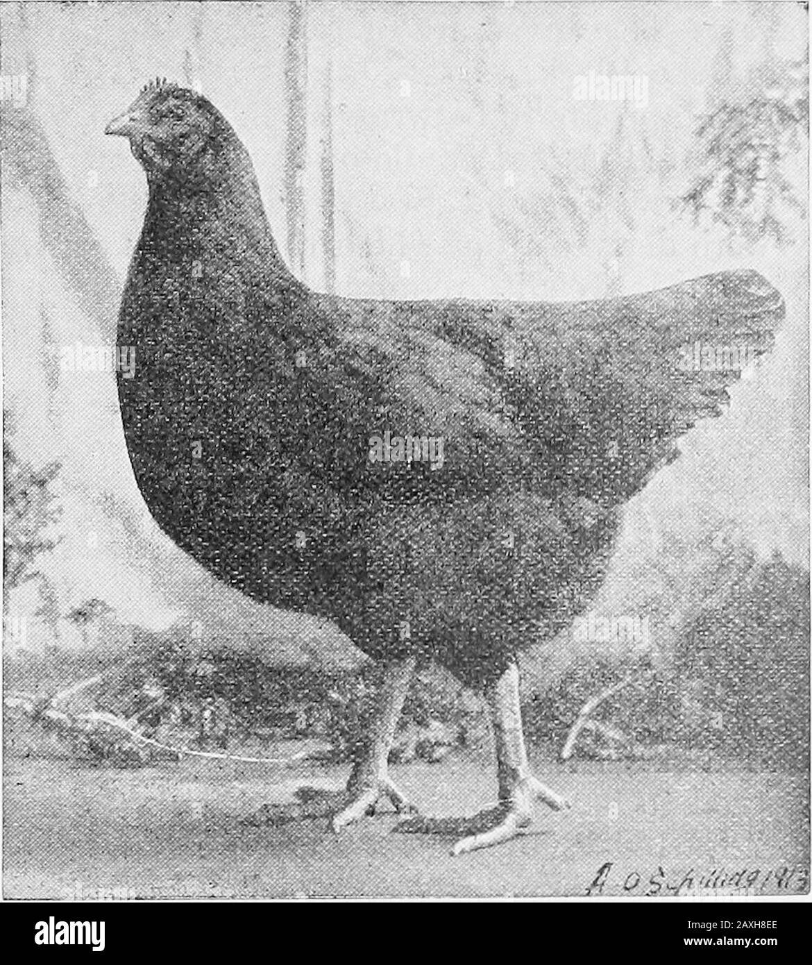 Poultry culture sanitation and hygiene . Fig. 14.—A single comb Rhode Island Red Cockerel. Note length ofbody. This is another good breed tor the farm, being good egg producersand possessing flesh of good quality. farmers in Rhode Island selected red male birds as far back as1850 which were bred on common hens. These origins ap-parently involve a mixture of Cochin China. The state ofRhode Island appears to be their birthplace, and in that statethere was bred, according to Mr. Taylor, imported birds, thecock of which was a peculiar red or yellowish Dominique and THE BREEDS OF POULTRY 53 the hen Stock Photo