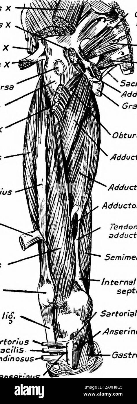 A manual of anatomy . inserted into the distal por-tion of the line from the lesser trochanter to the linea aspera, dorsal tothe pectineus. Actions.—Adducts and flexes the thigh. Nerve Supply.—Obturator nerve (L. 2, 3, 4). The m. adductor magnus is the largest of this group and arises 198 MYOLOGY from the lateral margin and inferior surface of the tuberosity of theischium, from the margin of the inferior ramus of the ischium and theventral surface of the inferior ramus of the pubic bone. It is in-serted into the femur superior to the linea aspera and continues allalong the linea aspera and the Stock Photo