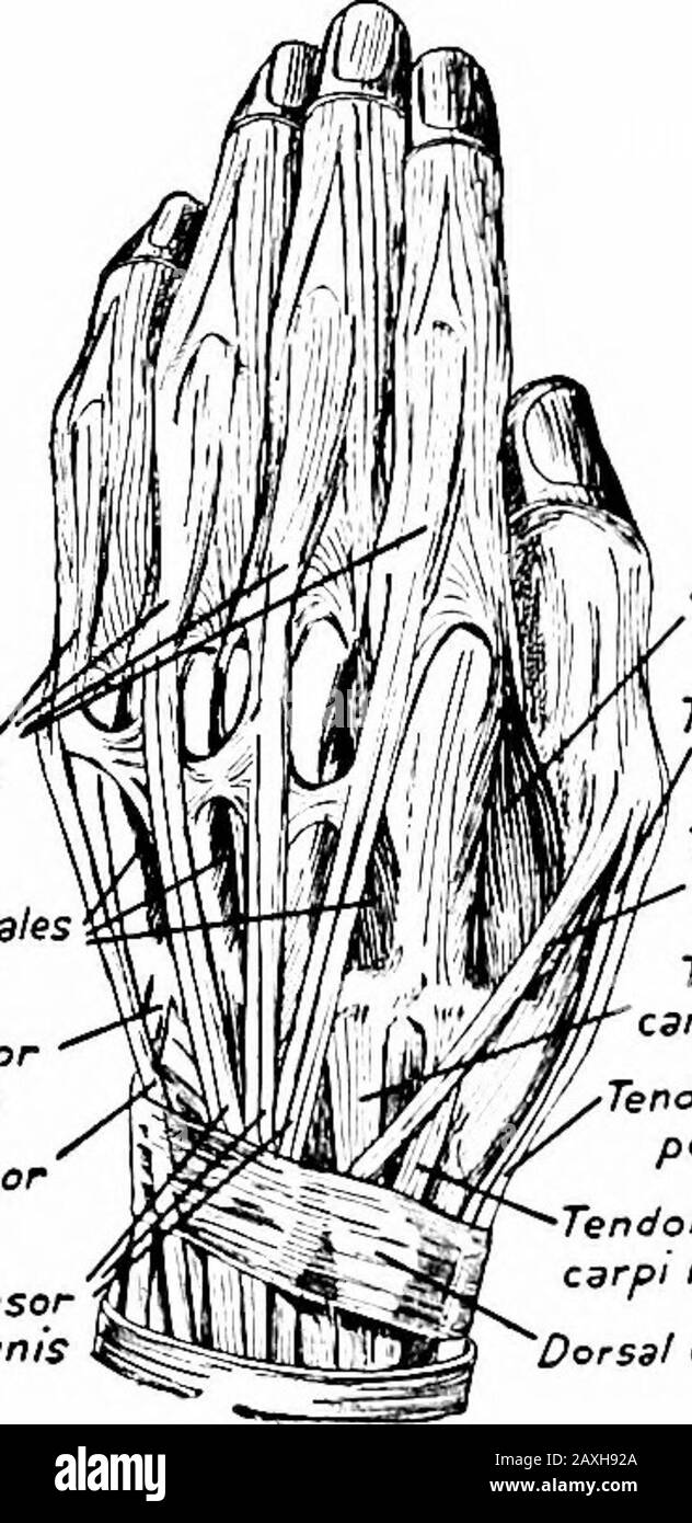 Deep extensor muscles of the forearm hi-res stock photography and ...