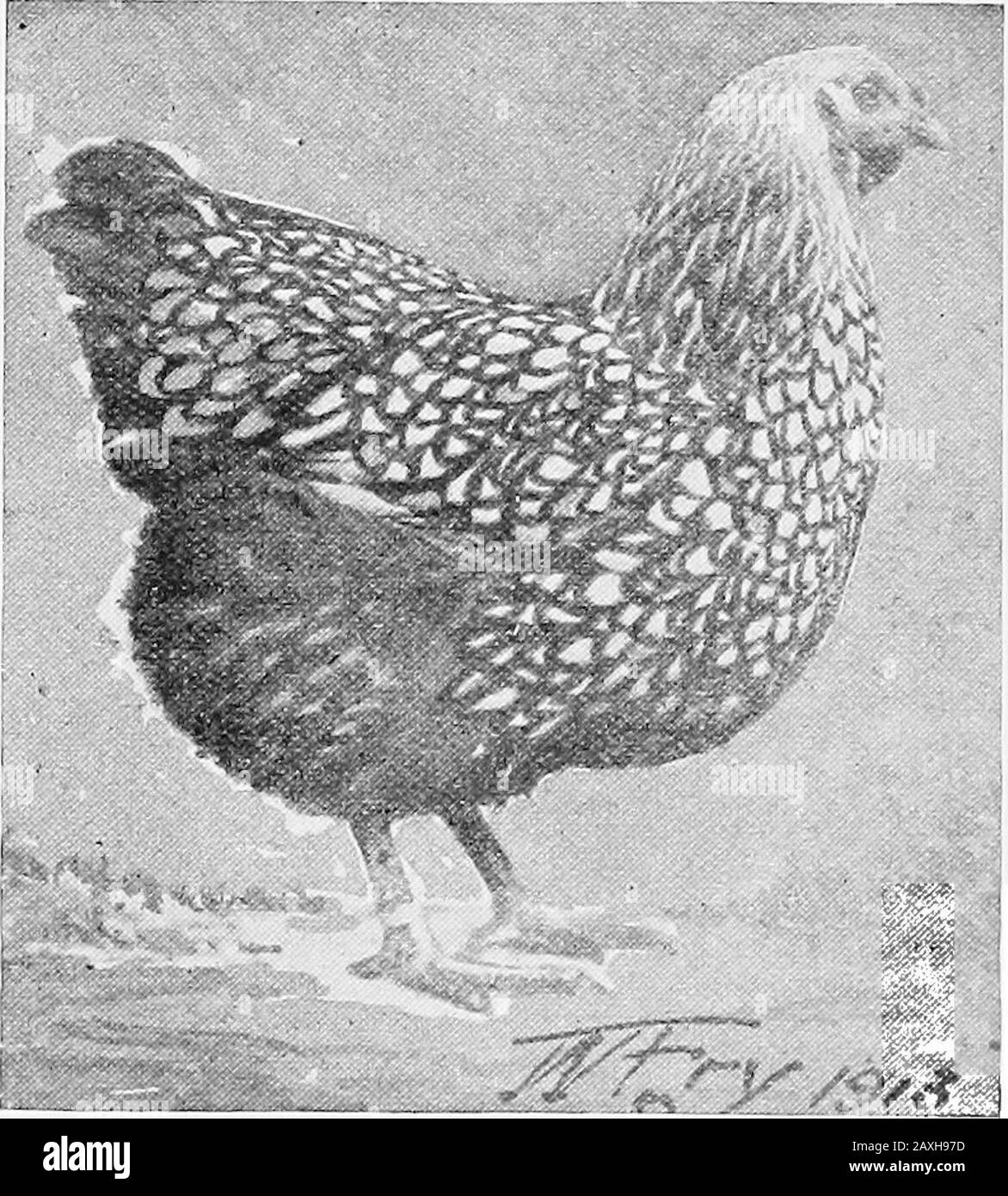 Poultry culture sanitation and hygiene . A Silver Wyandotte pullet. feather early, grow rapidly, and on proper feed are plump atseven or eight weeks old and ready for the table. The second variety to be developed was the Golden, whichMr. McKeen, of Wisconsin, produced by crossing the RoseComb Brown Leghorn on the Pea Comb Partridge Cochinand Buff-colored females. This progeny was crossed withBuff Cochins and Golden Sebrights. In the Golden Wyandotte a golden bay is substituted for 50 POULTRY CULTURE the white of the silver, otherwise they are the same in confor-mation and feather pattern. The Stock Photo
