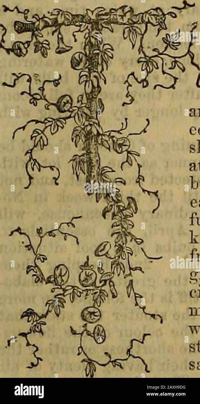 Journal of horticulture, cottage gardener and country gentlemen . Tu w Ta F 8Sun M SEPIEMBEE 20—2G, 1864, Suns declination 0° 54 N.Ember Week. St. Matthew.Acorns fall.Peewits congregate.Beech mast falls. 18 SDND.^y AFTEIt TRINITT, Martina chiefly gone. Average Temperature Rain in last37 years. San Sun near London. Rises. Sets. Day. Night. Mean. Days. m. h. m. h. 67.0 44.0 55.5 16 45af5 2af0 66.5 45.1 55 8 19 47 5 0 6 ti0 7 45.7 56-2 18 48 5 57 5 60.1 46.4 57.7 17 50 5 56 5 65.7 45.1 5.V4 17 51 5 62 5 65.7 44.0 59 3 IS 53 5 50 5 66.3 447 55.0 19 55 5 48 5 MoonKises. MoonSets. 35 23 0 IS 10 17 U Stock Photo