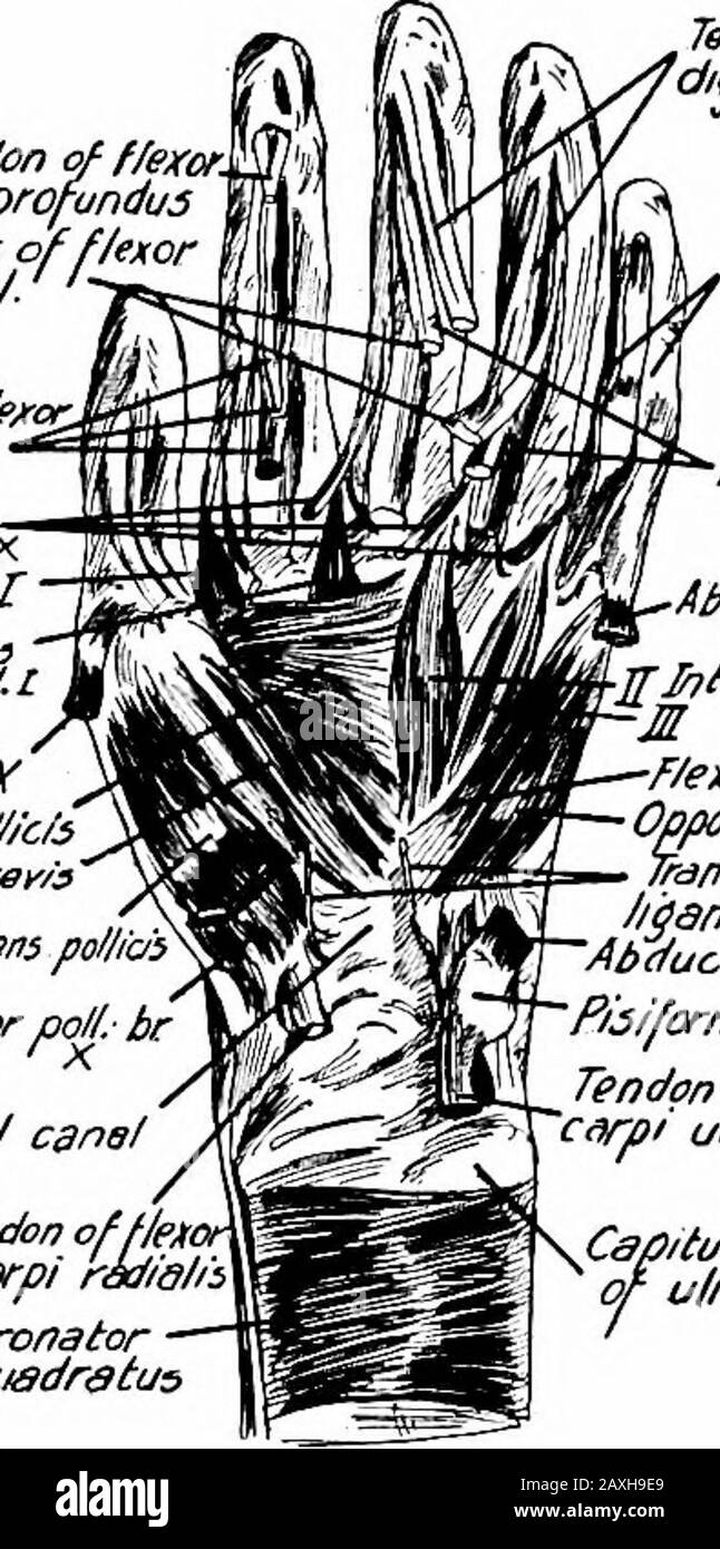 A manual of anatomy . o//. br.y Adduchr poll/c/s -/&tror- poUicis brey/s?Abductor diAV. -^ Opponens polk?r/eior dW ^^ ^brey/s Abductor poll.-br -ionens dioV. ^ n ., . Carpal canel tisiform bone Tendon of/Acarpi rSd/. Pronator Tendon off/ejcorcdrp/ ulnans. Tendons off/exerd/^.prof(jMu3 Vaainal •Tendon v/nculs Abducior d/d.VX?][ .^terosseT m/arcs •F/exor d/^/tVOpponens d/^VTrdnsyerse carpal/igarmntJCAbductor di^VXPh/form fyone Tendon of f/excrCfirpi a/ndr/iX ^sp/tu/umof u/na Pig. 146. Fig. 147- FiG. 146.—The palmar muscles after removal of the palmar aponeurosis. The tendon-sheath of the middle Stock Photo