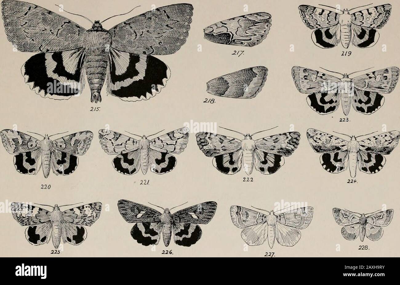 The night moths of New England, how to determine them readily . 2$ in. ; f. light gray, brown and black ; h. deep red and black. c. Plum and oak. 218. bait in: 2] in.; light and dark brown bands; sometimes dark blue graywithout light marks ; h. orange. 219. polygama; if in.; f. gray, buff and black ; h. red and black. c. Hawthorn. 220. formula : if in. ; f. buff, gray, brown and black h. orange and black. 221. fratcrcula: i:, in. ; f. light buff, gray and black h. orange and black, c. Oak. 222. Catocctla prccclara: if in.; f. gray and black; h. orange and black. 223. gryneci: if in.; f. gray, Stock Photo