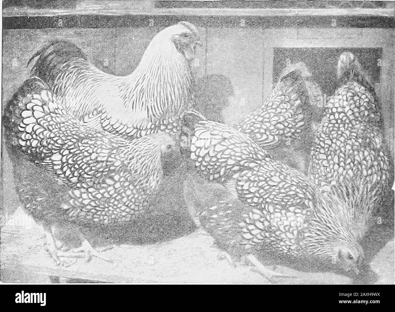 Poultry culture sanitation and hygiene . Fig. 9.—White Plymouth Rock cook. 48 POULTRY CULTURE only Plymouth Rocks of absolute purity of Plymouth Rockblood. The foundation of the Partridge Plymouth Rock is thePartridge Cochin and the Silver Penciled Plymouth Rock andis founded on the Dark Brahma. The Buff Plymouth Rocks are a conglomeration. Thefirst ancestors were bred by Mr. Wilson, of Massachusetts,who crossed the Buff Cochin on the Light Brahma, and Mr.. Fig. 10.—A pen of Silver Wyandottes. Aldrich who crossed the White Plymouth Rock on the RhodeIsland Reds. The progeny of the union of thes Stock Photo