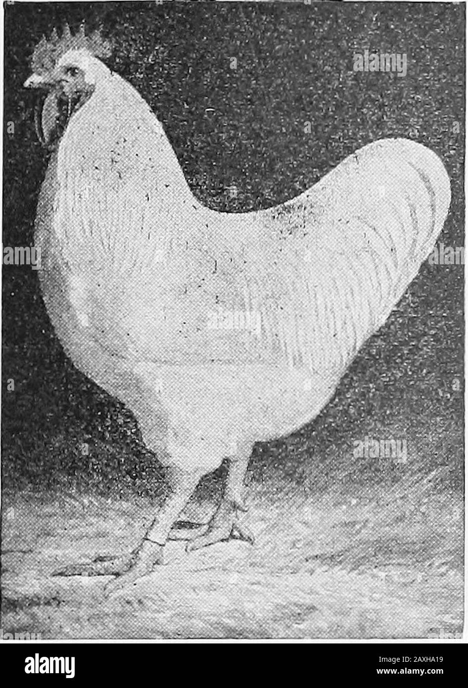 Poultry culture sanitation and hygiene . Fig. 8.—White Plymouth Rock hen.. Fig. 9.—White Plymouth Rock cook. 48 POULTRY CULTURE only Plymouth Rocks of absolute purity of Plymouth Rockblood. The foundation of the Partridge Plymouth Rock is thePartridge Cochin and the Silver Penciled Plymouth Rock andis founded on the Dark Brahma. The Buff Plymouth Rocks are a conglomeration. Thefirst ancestors were bred by Mr. Wilson, of Massachusetts,who crossed the Buff Cochin on the Light Brahma, and Mr. Stock Photo