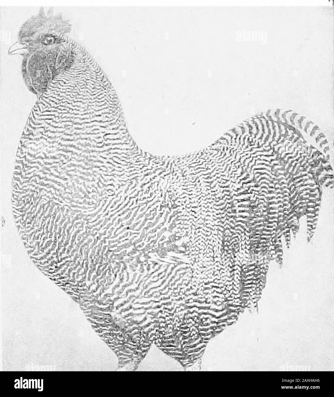 Poultry culture sanitation and hygiene . Fig. 6.—Barred Plymouth Rock hen. A representative of the Americanclass and good utility stock. One of the best breeds for the farm. goodly amount of meat, and are good egg producers. Theyare rather quiet in disposition and are adapted to the farm. The American breeds have then origin in America. The Plymouth Rocks.—There are six standard varieties—•namely: Barred, White, Buff, Partridge, Silver Penciled, andColumbian. The Barred Plymouth Rock is the most popular fowl inAmerica and had its origin in the New England States. 46 POULTRY CULTURE The first p Stock Photo