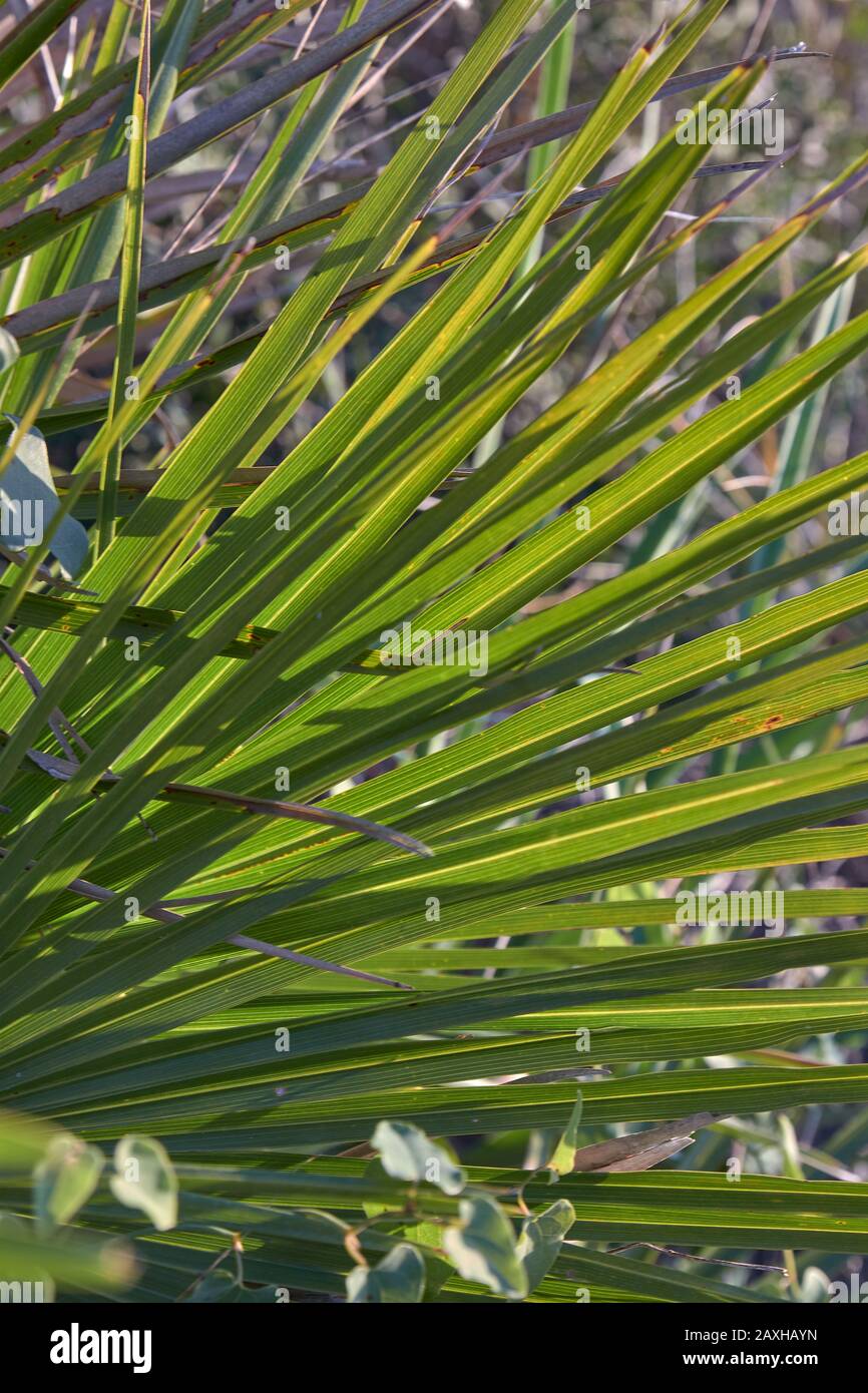 Some palmetto or margalló branches typical of arid and dry regions, generally close to the coast, in North Africa, Spain. Stock Photo