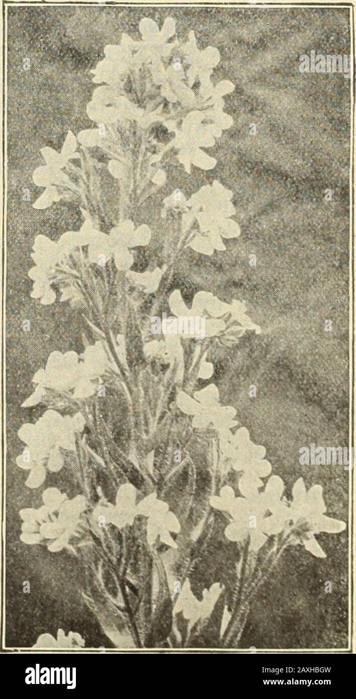 Dreer's garden book : seventy-fourth annual edition 1912 . grand20 cts. for cutting. ^ oz.. 10 15. Anchusa Italica, DRorMORB Variety TEN-WEEK STOCKS, ea«y to grow, free-flowering, fragrant. See colored plate, page 5S. 72 Stock Photo
