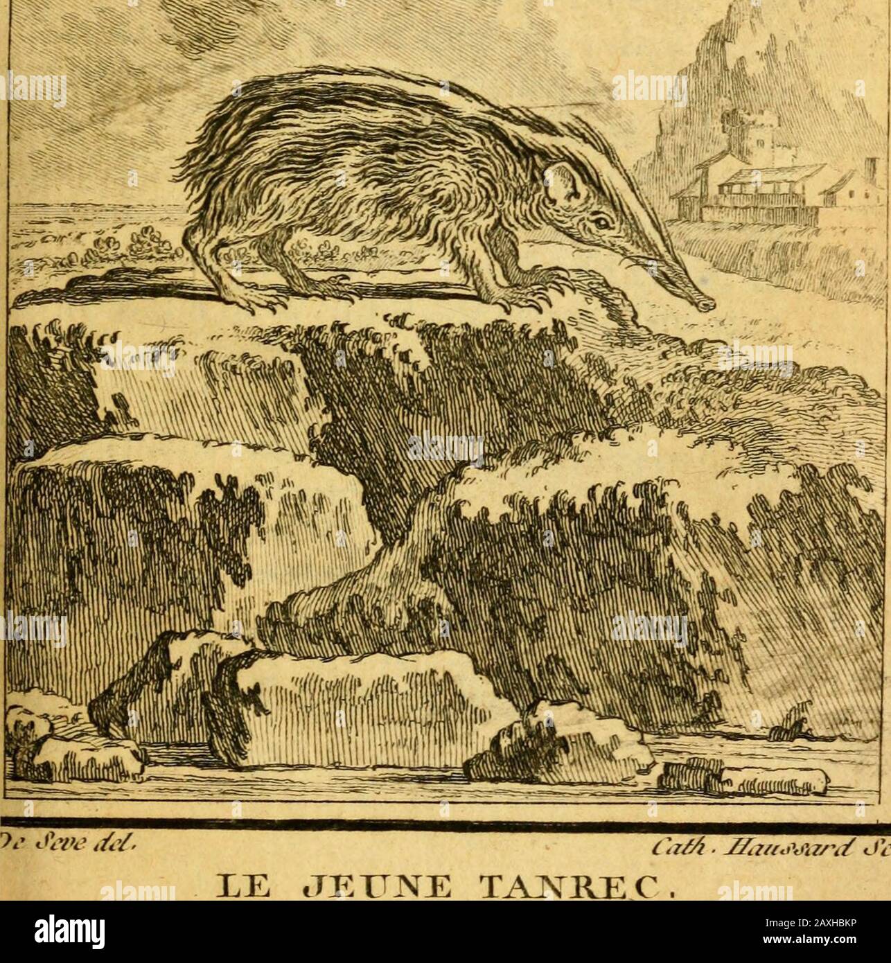 Tanrec High Resolution Stock Photography And Images Alamy