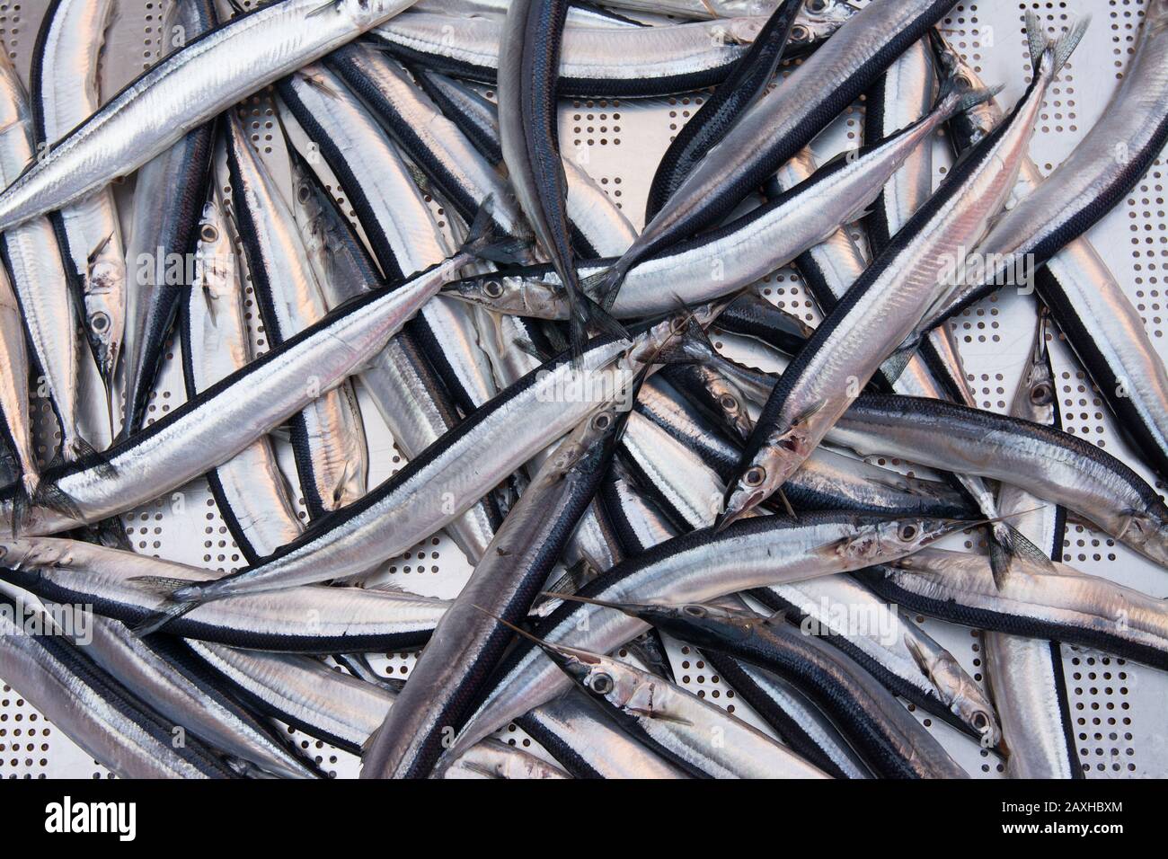 Catania, Sicily, Italy. needlefish, typical mediterranean sea fish sold in Sicilian markets. Stock Photo