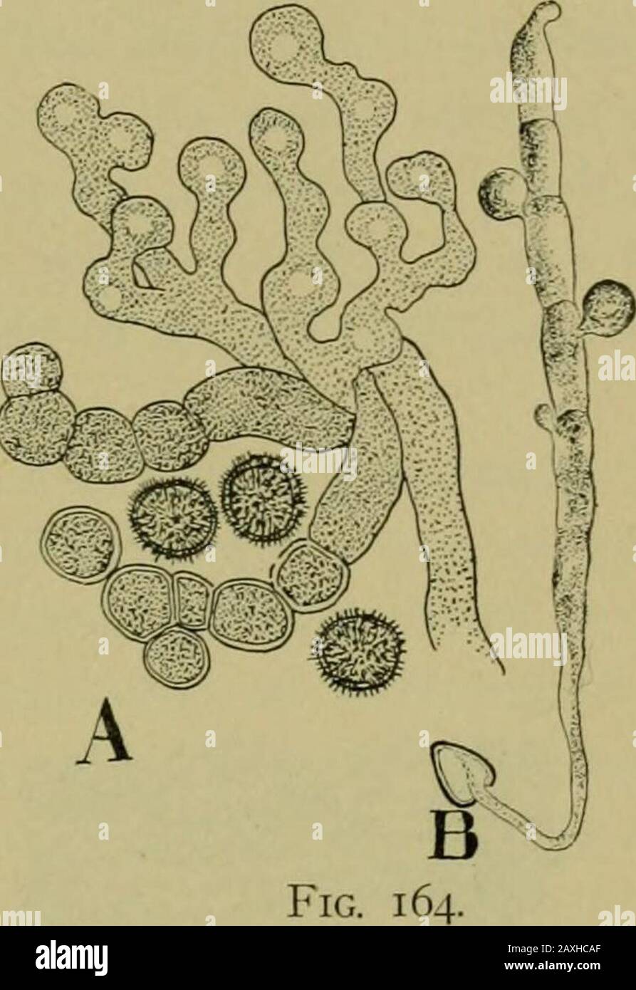 Nature and development of plants . Fig. 163. Fig. 163. A common smut, Ustilago, transforming the kernels of corninto sooty black pustules. Fig. 164. The formation and germination of the spores of a smut: A, the formation of the spores from the mycelium in the kernel of corn. B, germination of a spore and the appearance of the basidiospore. takes place when the spores come in contact with the seed. Con-sequently, in these cases, the fungus can more readily be foughtby treating the seed with some fungicide as formaline and coppersulphate. 96. Order c. Agaricales or Mushrooms and Toadstools.—This Stock Photo