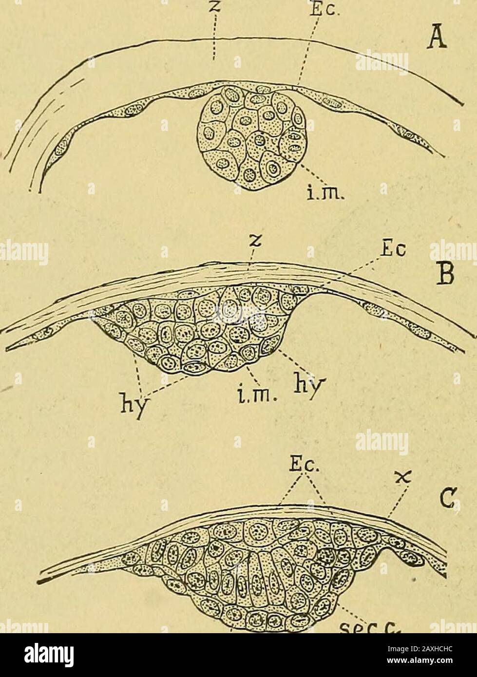 https www alamy com the practice of obstetrics designed for the use of students and practitioners of medicine fig 57segmentation of the ovum sections of the ovum of the rabbit duringthe later stages of segmentation showing the formation of the blastodermicvesicle a showing the outer layer and the inner cell mass before the formation of acavity also the so called blastopore b showing the cavity formed by the absorptionof liquid c enlarged cavity d showing the cell mass forming a layer at one side of thethinned outer or raubers layer ent inner mass of cells ect outer or subzonal layerwhen image343361128 html