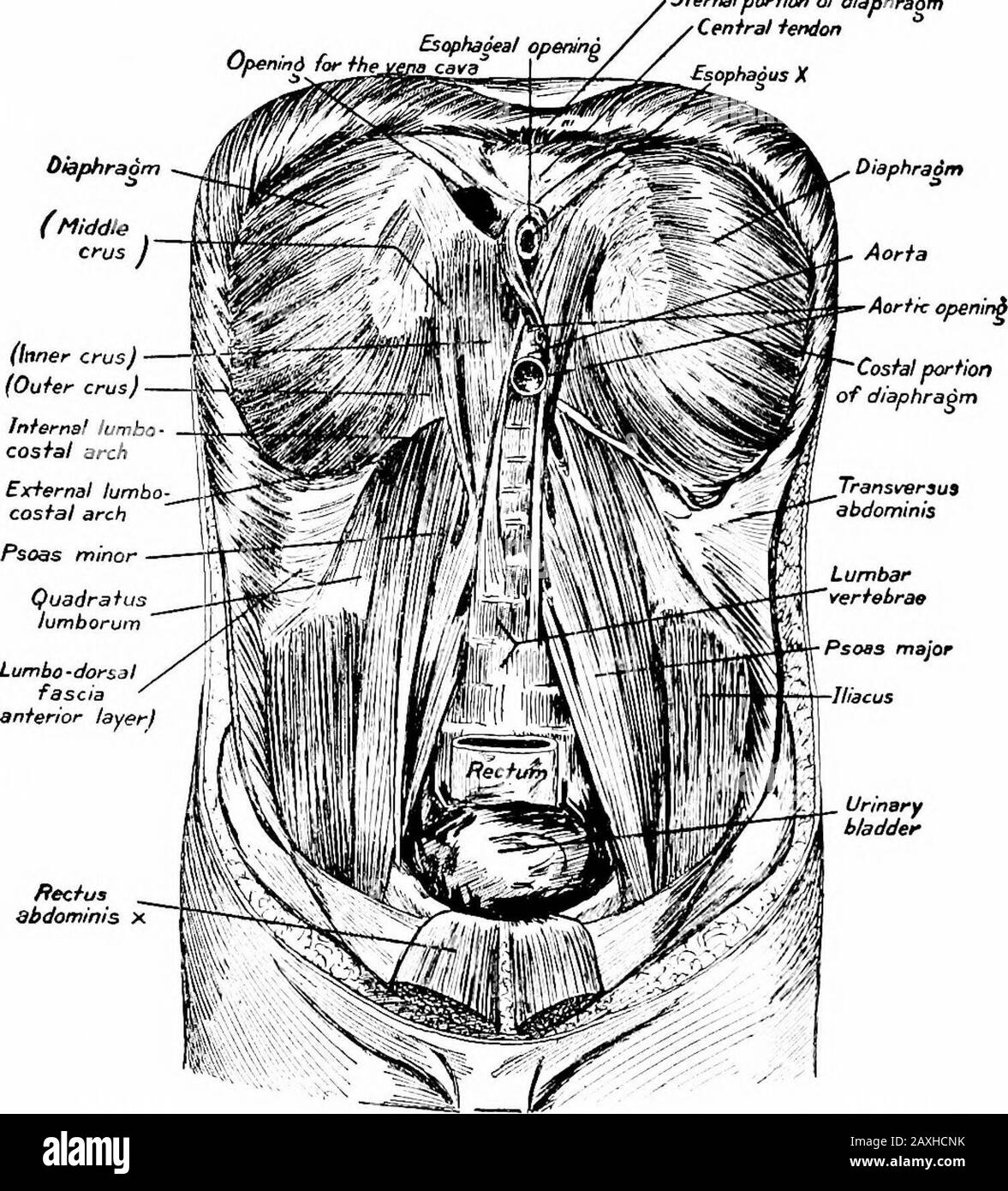 A manual of anatomy . of the inguinal ligament.After a horizontal course the fibers are inserted into an aponeurosisthat joins that of the internal oblique to form the sheath of therectus muscle; this aponeurosis is inserted into the xyphoid cartilage,the Hnea alba and the crest of the pubis. The inferior fibers formthe conjoined tendon described above. The m. pyramidalis abdominis is small and arises from the pubiccrest and is inserted into the ilea alba. THE INGUINAL CANAL 173 The m. rectus abdominis arises from the symphysis and crest ofthe pubis and is inserted into the ventral surface of Stock Photo