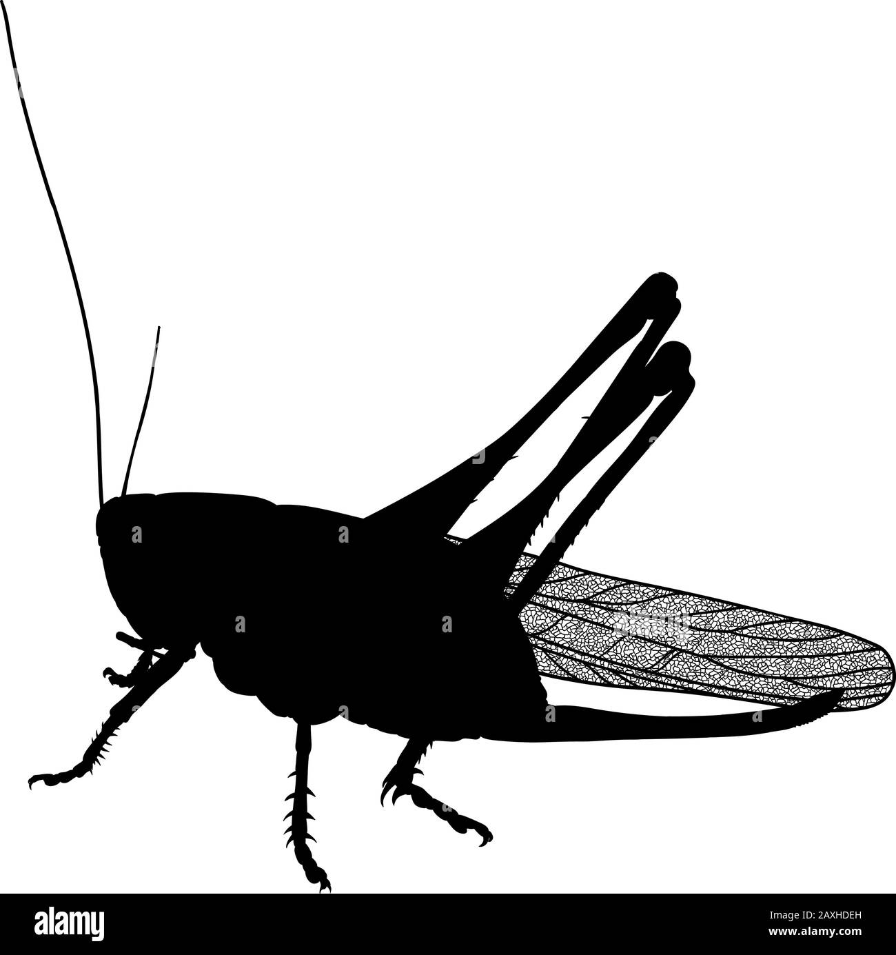 insect pest locust Stock Vector