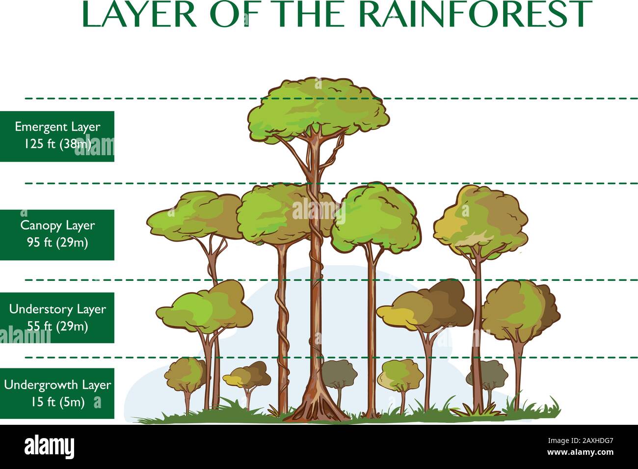 Vector illustration of the rainforest layers Stock Vector Art