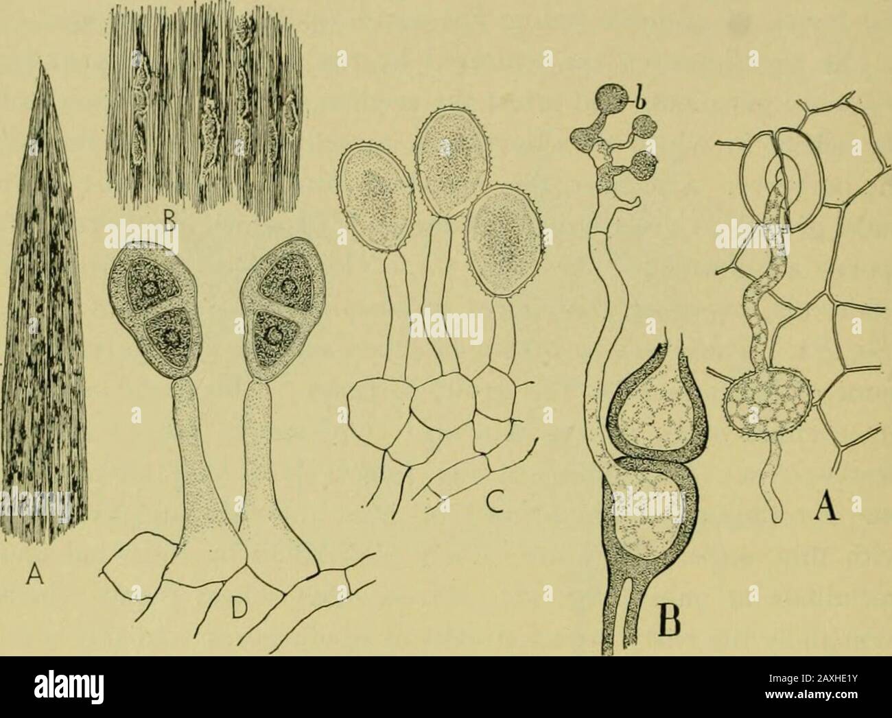 Nature and development of plants . me mycelium forms in the leavesof the wheat quite a different type of spore. They are formed inthe same manner as the uredospores but are provided with thickdark walls and from one to several spores are developed at theend of the hyphae (Fig. 160, D). Consequently, when the epider-mis is ruptured, these spores form rusty black blotches on theleaves. This third stage is known as the telial, since it ends theseasons growth. These spores, called teleutospores, are restingspores and tide the fungus over the winter. They germinatein the spring quite independent of Stock Photo