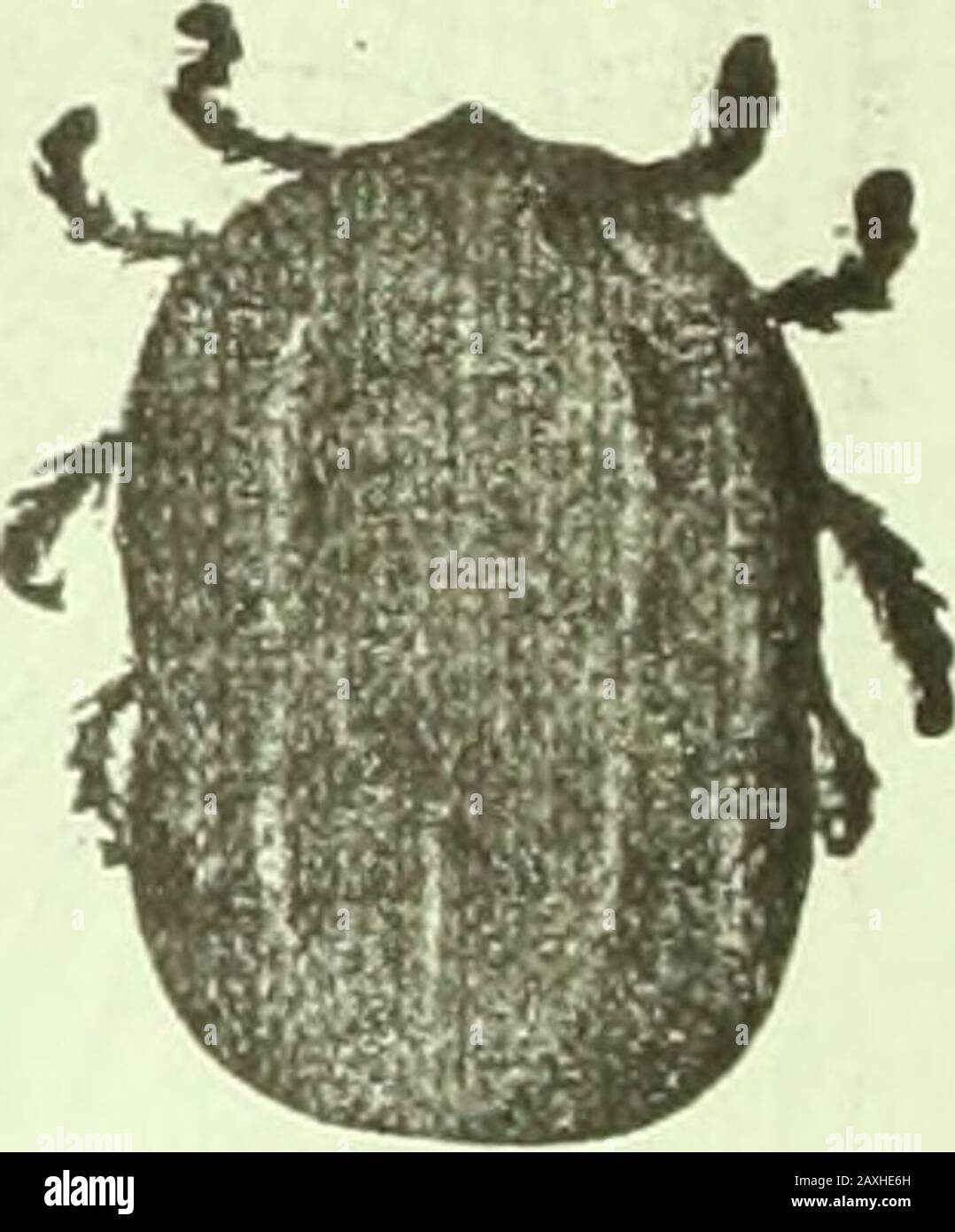 Tick infested hi-res stock photography and images - Alamy