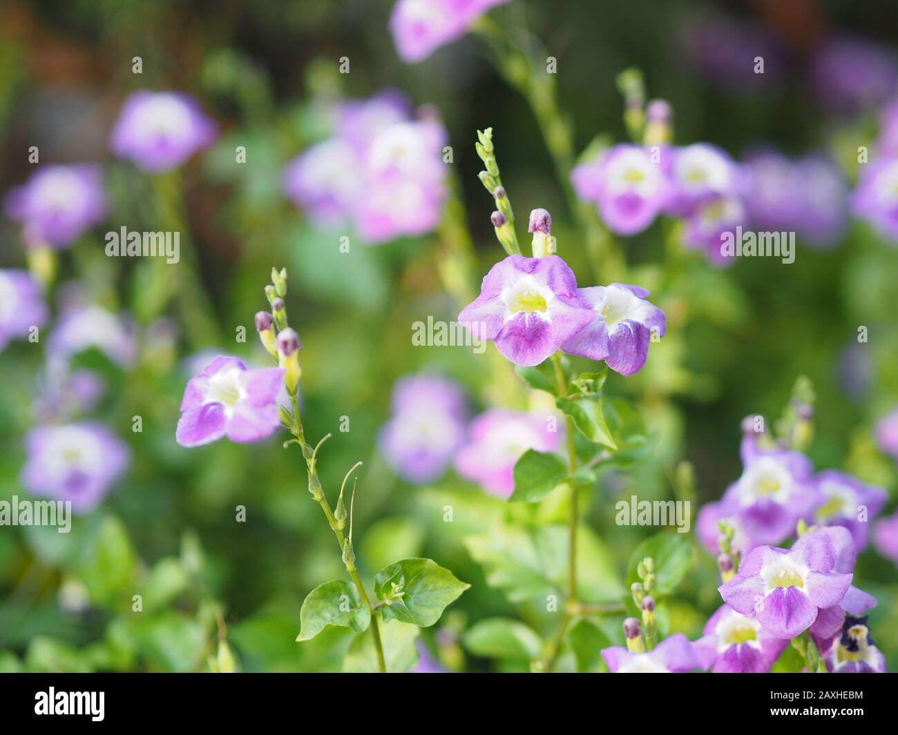 Creeping foxglove, Acanthaceae, creeping foxglove name purple flower