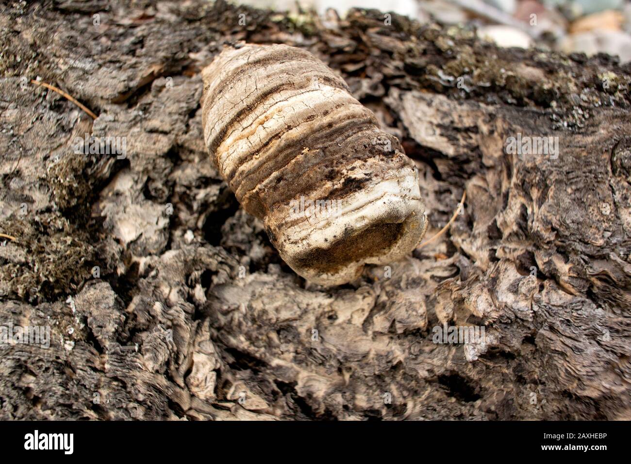 A baby Agarikon mushroom, Laricifomes officinalis, growing on a dead ponderosa pine, Pinus ponderosa, log, on Callahan Creek, in Troy, Montana. This s Stock Photo