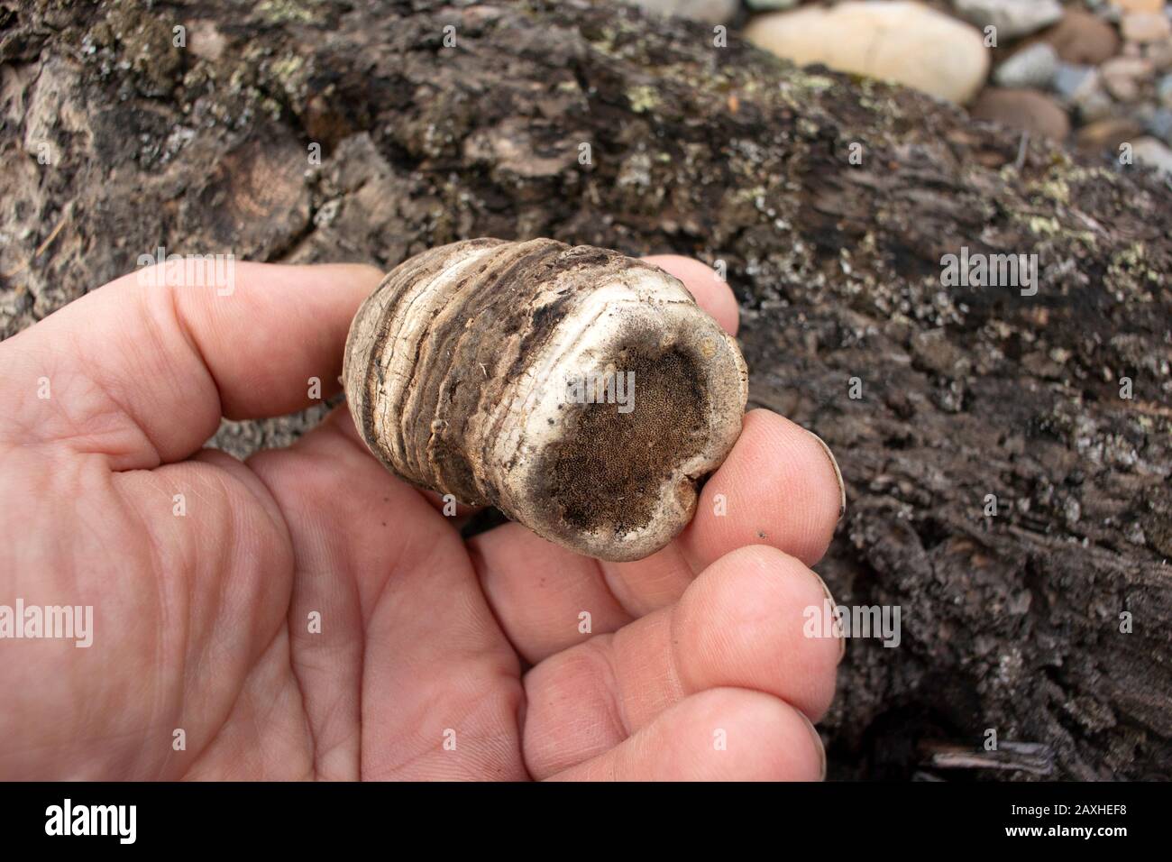 A baby Agarikon mushroom, Laricifomes officinalis, found growing on a dead ponderosa pine, Pinus ponderosa, log, on Callahan Creek, in Troy, Montana. Stock Photo
