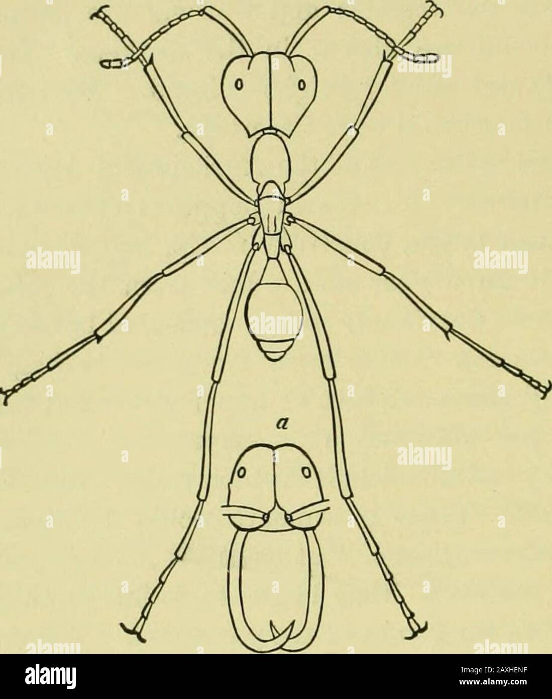 Guide to the study of insects and a treatise on those injurious and beneficial to crops, for the use of colleges, farm-schools, and agriculturists . llowed to grow onthe pavement except a grain-bearing grass, Aristida stricta.This grain, when ripe, is harvested, and the chalf removed,while the clean grain is caiefully stored aAvay in dry cells.Lincecum avers that the ants even sow this grain. They alsostore up the grain from several other species of grass, aswell as seeds from many kinds of herbaceous plants. Pheidole is distinguished by having workers with enormousheads. P. notabilis Smith, f Stock Photo