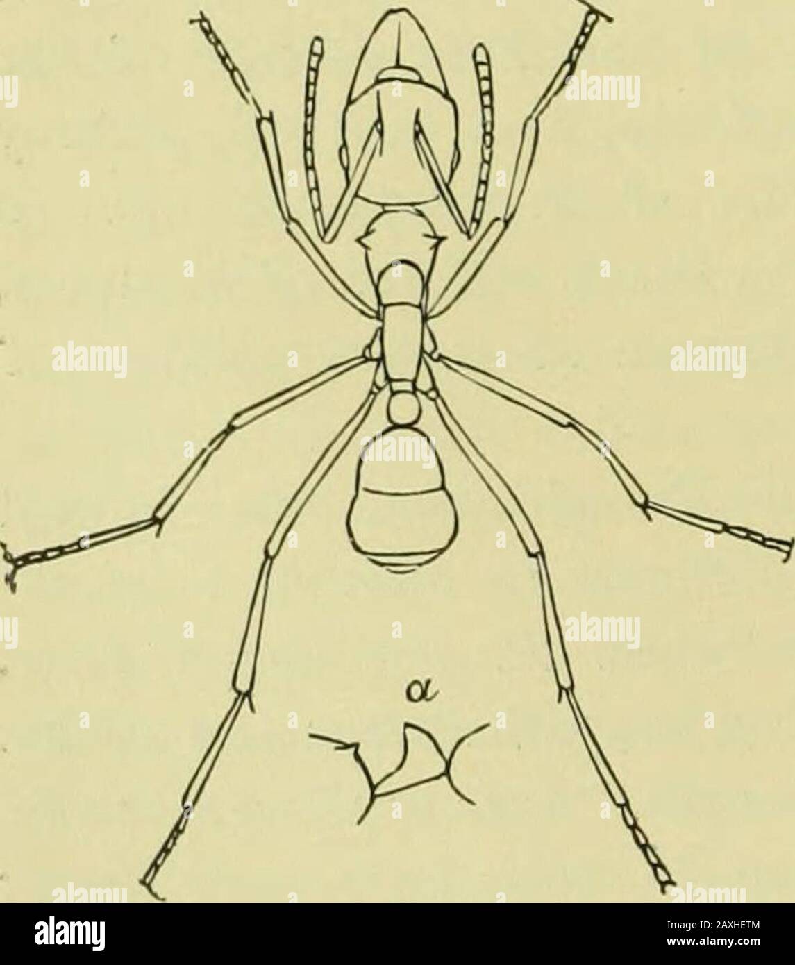 Insect Bladder Guide to the study of insects and a treatise on those injurious and ...