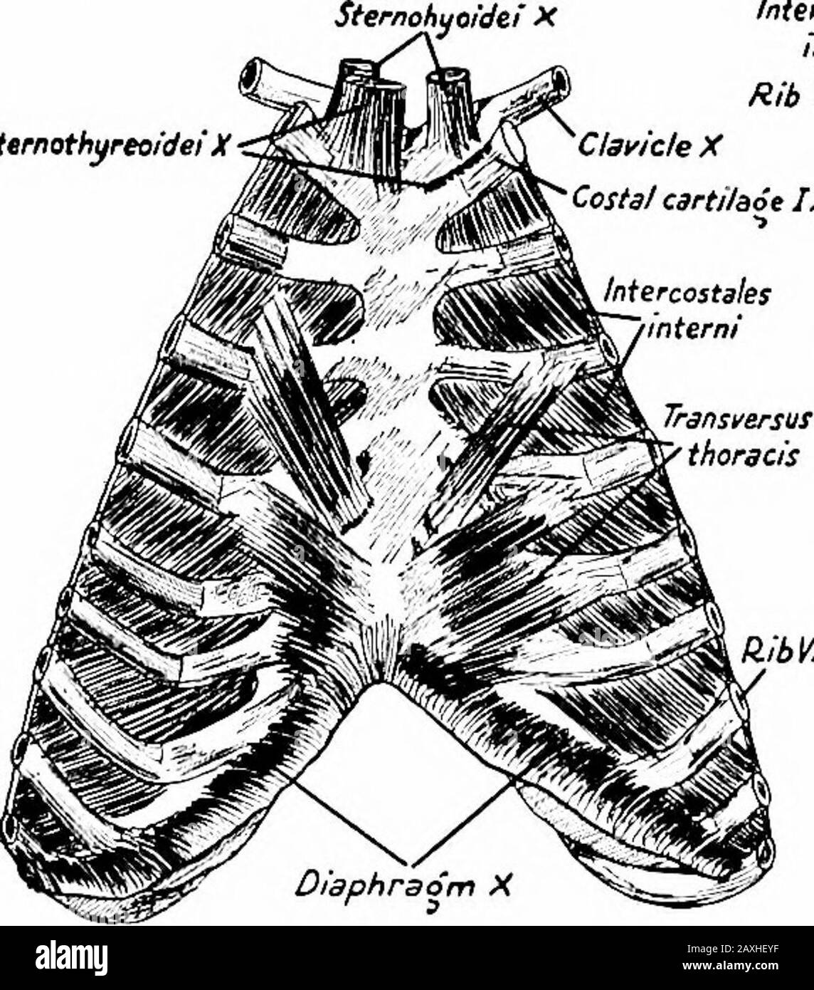 A manual of anatomy . margin of the rib beneath. It does notquite reach the sternum in front and the space is spanned by theventral intercostal aponeurosis. Each internal intercostal muscle {tn. intercostalis internus) arisesfrom the costal cartilage and the medial margin of the costal groove THE DIAPHRAGM 167 and passes downward and dorsally to be inserted into the superiormargin of the costal cartilage and rib beneath. It extends to theangle of the rib only and the remainder of the intercostal space isspanned by the dorsal intercostal aponeurosis. The mm. levatores costarum are twelve in num Stock Photo