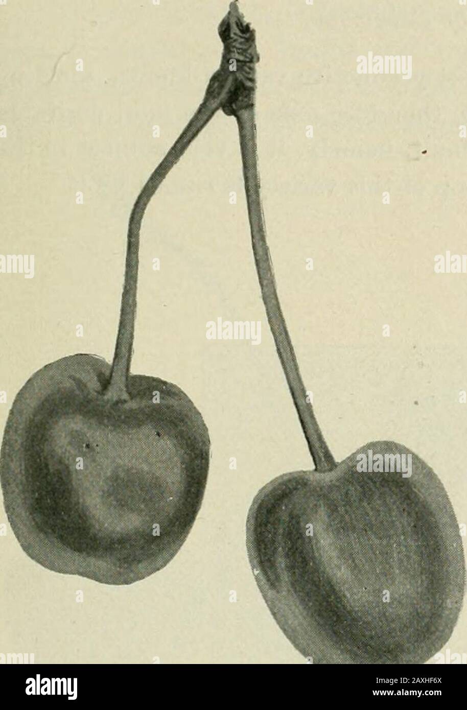 Ontario Sessional Papers, 1898-99, No.18-25 . of large size and great productiveness. Thoughigarreau it has nob the fault of its class of being especially subject to rot ; it is not so black in color as the Elk horn, but dark enough a red tobe classed with the black cnerries. Origin, Mezel, France ; first introduced in 1846. Tree, upright, spreading, a very vigorous grower ;one tree at Maplehurst forty years planted was thirtyfeet in height in 1897, and covered an area about thesame number of feet in diameter ; first rate in hardi-ness and in productiveness ; group, Bigarreau. Fruit, very larg Stock Photo