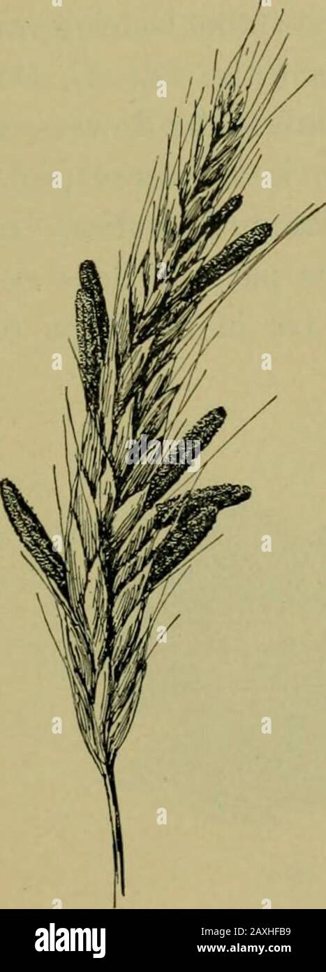 Nature and development of plants . Fig. 152. Other common forms of the Spheriales: A, habit of Hysterio-graphium on a dead twig. B, ascocarps enlarged. C, ascus enlarged,showing character of ascospores. D, Daldinia. E, section of the same,showing that the stroma forms a concentric stratum of ascocarps, as. eachyear. F, Xylaria. G, the same with branch cut off to show the layer ofascocarps on the periphery of the stroma. In Hypoxylon, the stroma containing the ascocarps breaks throughthe bark of a large variety of trees and shrubs in the form ofspherical or cake-like masses (Fig. 149)- 89. Orde Stock Photo