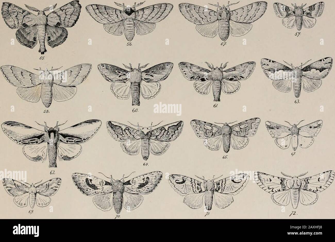 The night moths of New England, how to determine them readily . , gray and brown ; h. buff. c. Elm. 66. (Edemasia eximia ; if in.; like 62, pale. bands on forewing. c. Oak, nut.Nadata gibbosa : 2 in. ; buff with orange shaded ( 67.bands on forewing. c. Oak. badia :  in.; light buff gray with darkerstreaks. Glubhisia trilincala : i i in. ; gray buff and dark marks. c. Willow. Notodonta stragula ; i» in.; f. buff, gray and brown ; h. cream. c. Willow. Lophodonta angulosa ; i J in.; f. gray and brown ; h. light brown. c. Oak. 62. P/icosia rimosa ; 2- in. ; f. white, buff and brown ; h. white. Stock Photo