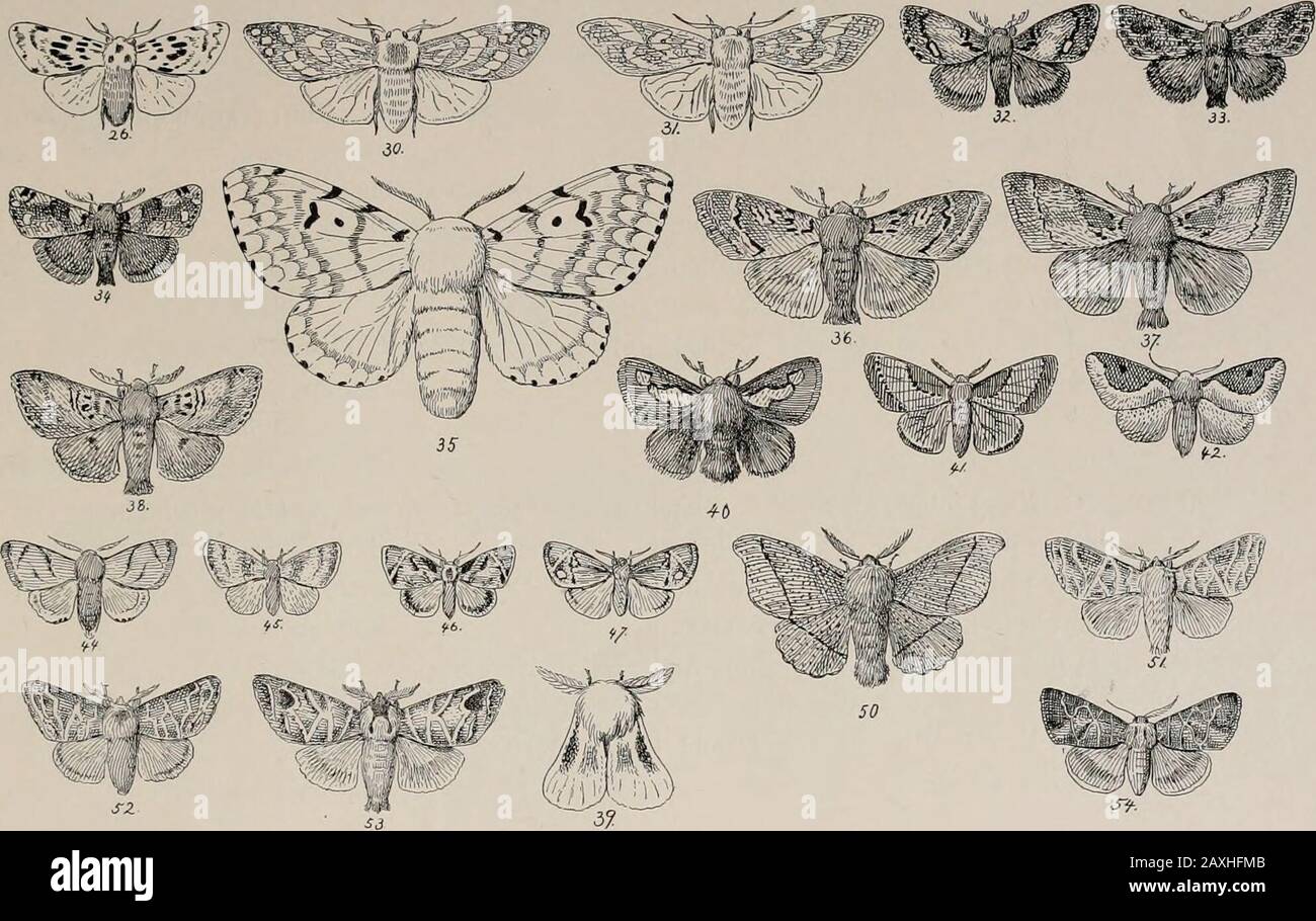 The night moths of New England, how to determine them readily . f with greenish white on fore wing. 41. Parasa fraterna :  in.; cream color; rust brown marks on forewing. c. Cherry. 42. Limacoiles scapha ;  in.: f. cream and ochre yel- low; h. ochre yellow, c. Plum, elm. 43. kiguttata : i in ; f. cream, sandy buff and brown marks; h. cream. 44. v-i/iiL/sa : i in. : f. cream, sandy bull and black marks; h. cream. 4t;. • fastiola; f in.; f. buff and orange; h. buff. c. Maple. 46. Fackardia clsgaiis : |-in.; white, buff and light brown. 47. • geminata ; * in.; white, buff and light brown. 48. Stock Photo