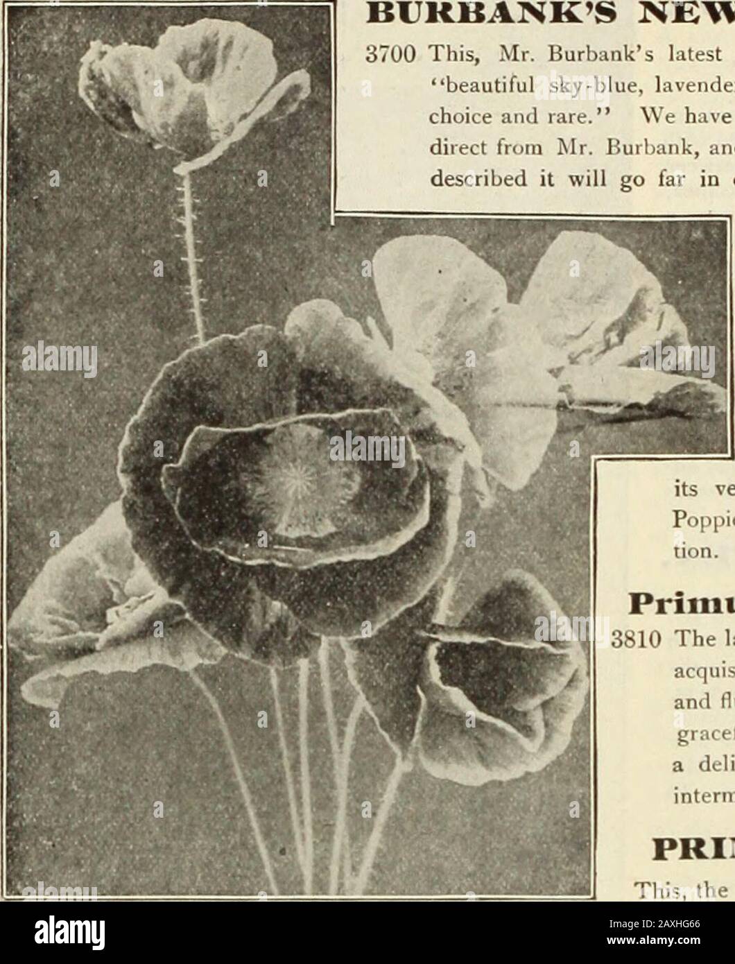 Dreer's garden book : seventy-fourth annual edition 1912 . ula Obcoiiica Grandiflora Crispa. 3810 The latest introduction in this lovely Primrose, and a most desirableacquisition. The edges of the petals of the large flowers are wavedand fluted, giving the truss a fuller, and at the same time a moregraceful, appeai-ance than the old smooth-edged sorts. The color isa delicate tender rose with a few scattering deeper rose shade?intermixed. 25 cts. per pkt.; 5 pkts. for $1.00. PRIMUEA OBCOXICA GIGANTEA. This, the finest of the Obconica type yet introduced, is the result of across between P. obcon Stock Photo