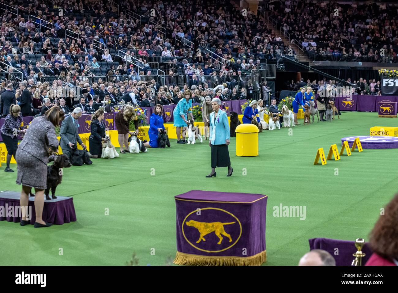 New York, USA. 11th Feb, 2020. Judge Theresa L Hundt (C) evaluates competitors of the Sporting Group during the 144th Westminster Kennel Club Dog show in New York city's Madison Square Garden.   Credit:  Enrique Shore/Alamy Live News Stock Photo