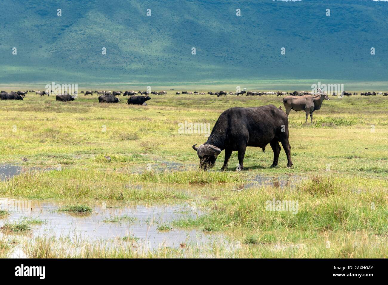 African Buffalo grazing on the plains of the Ngorongoro Crater Stock Photo