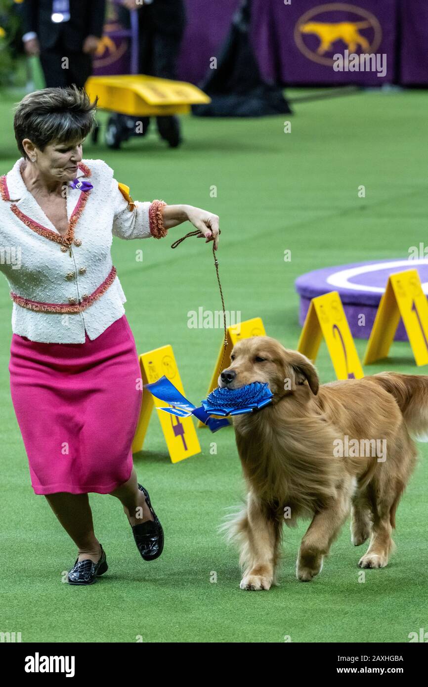 New York, USA. 11th Feb, 2020. Handler Karen Mammano lets her Golden Retriever 'Daniel'  carry the ribbon after winning the Sporting Group at the 144th Westminster Kennel Club Dog show in New York city's Madison Square Garden.  Daniel went on to the finals and was a clear favourite from the cheering crowd but did not win the Best of Show. Credit:  Enrique Shore/Alamy Live News Stock Photo
