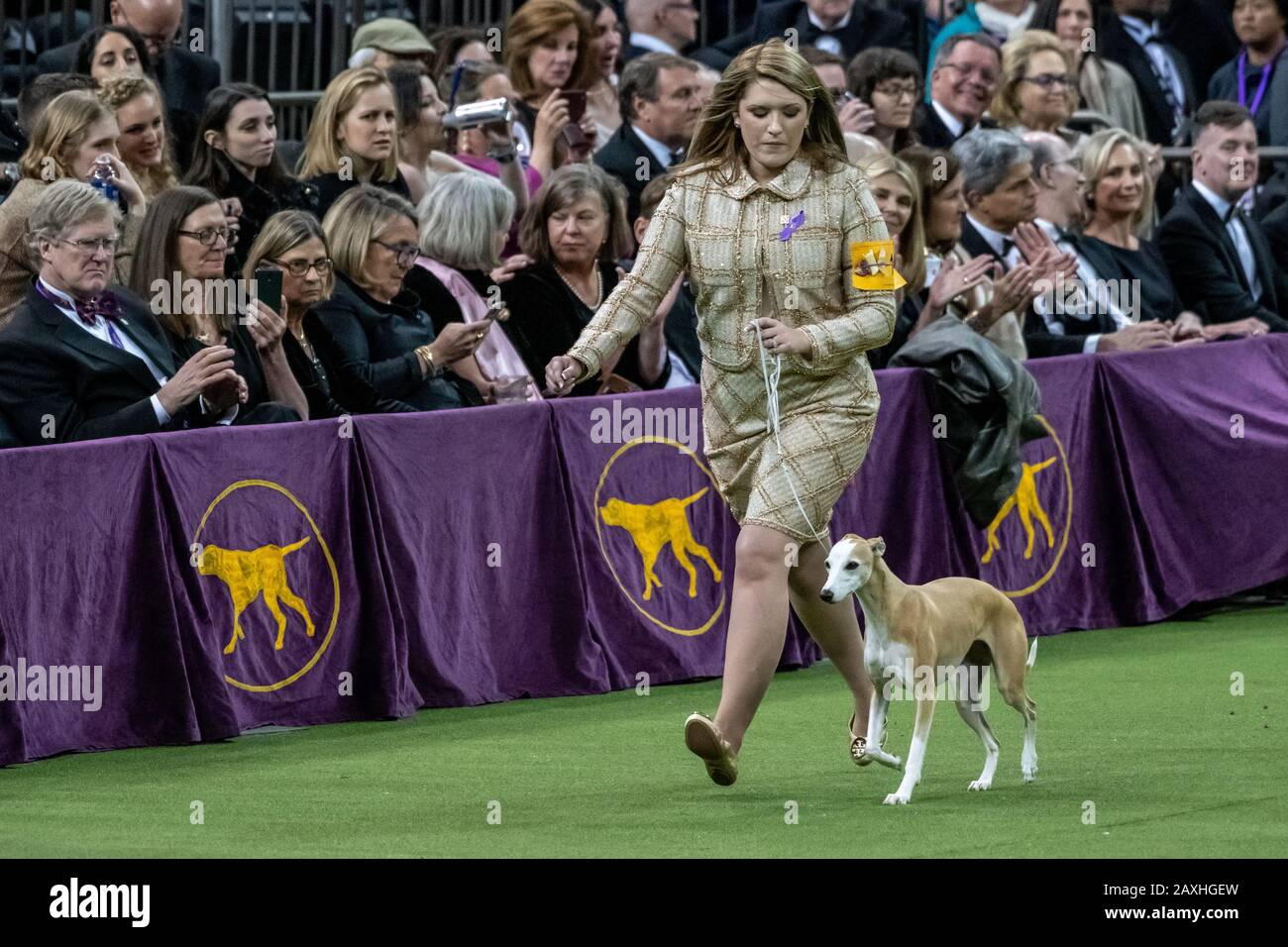New York, USA. 11th Feb, 2020. Handler Cheslie Pickett Smithey from Athens, Georgia, keeps her eyes on her Whippet 'Bourbon'  in their way to win the runner-up prize of Reserve Best in Show at the 144th Westminster Kennel Club Dog show in New York city's Madison Square Garden.  Whippet had won the Hound Group the previous day.  Credit:  Enrique Shore/Alamy Live News Stock Photo