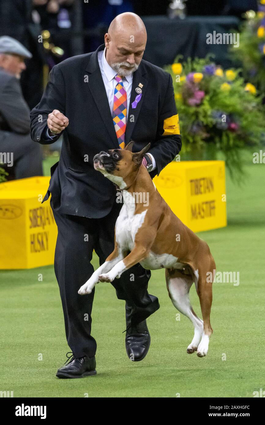 New York, USA. 11th Feb, 2020. Handler Michael Shepherd leads Wilma de boxer to win the Working Group at the 144th Westminster Kennel Club Dog show in New York city's Madison Square Garden. Wilma had previously won the Best in Breed title. Credit:  Enrique Shore/Alamy Live News Stock Photo