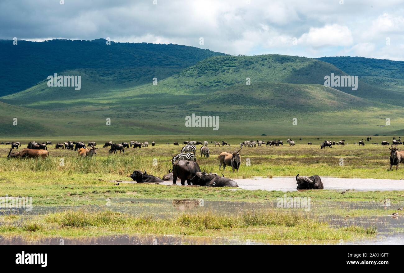 Wildlife of the Ngorongoro Crater happily sharing the watering hole. African Buffalo, Eland antelope, Zebra and Wildebeest all happily living together. Stock Photo
