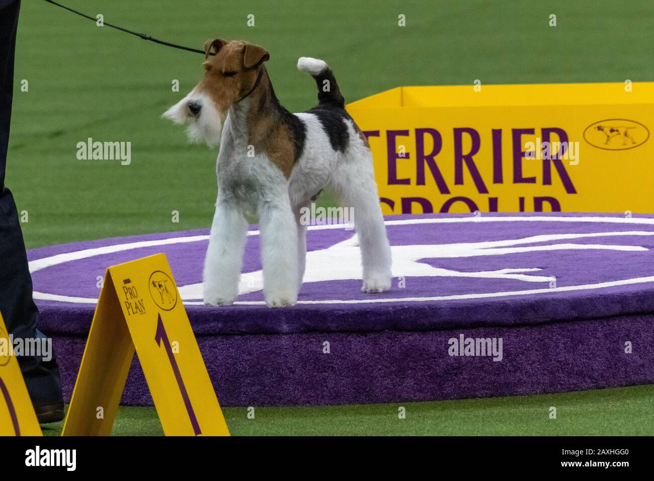 New York, USA. 11th Feb, 2020. A wire fox terrier named Vinny wins the Terrier group category at the 144th Westminster Kennel Club Dog show in New York city's Madison Square Garden.  Credit:  Enrique Shore/Alamy Live News Stock Photo