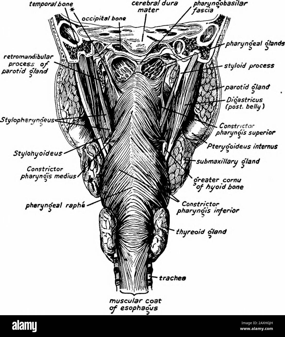 A manual of anatomy . aryngopalatinus arises from the soft palate and isinserted into the dorsal margin of the thyreoid cartilage near thern. stylopharyngeus. Action.—Draws the pharynx over the bolus of food in deglutition. Nerve Supply.—Accessory through the pharyngeal plexus. The m. salpingopharyngeus is a small muscle that arises from theinferior part of the auditory (Eustachian) tube and blends with them. pharyngopalatinus. The m. levator veli palatini arises from the inferior part of thecartilaginous auditory tube and from the apex of the petrous portion 158 MYOLOGY of the temporal bone. Stock Photo