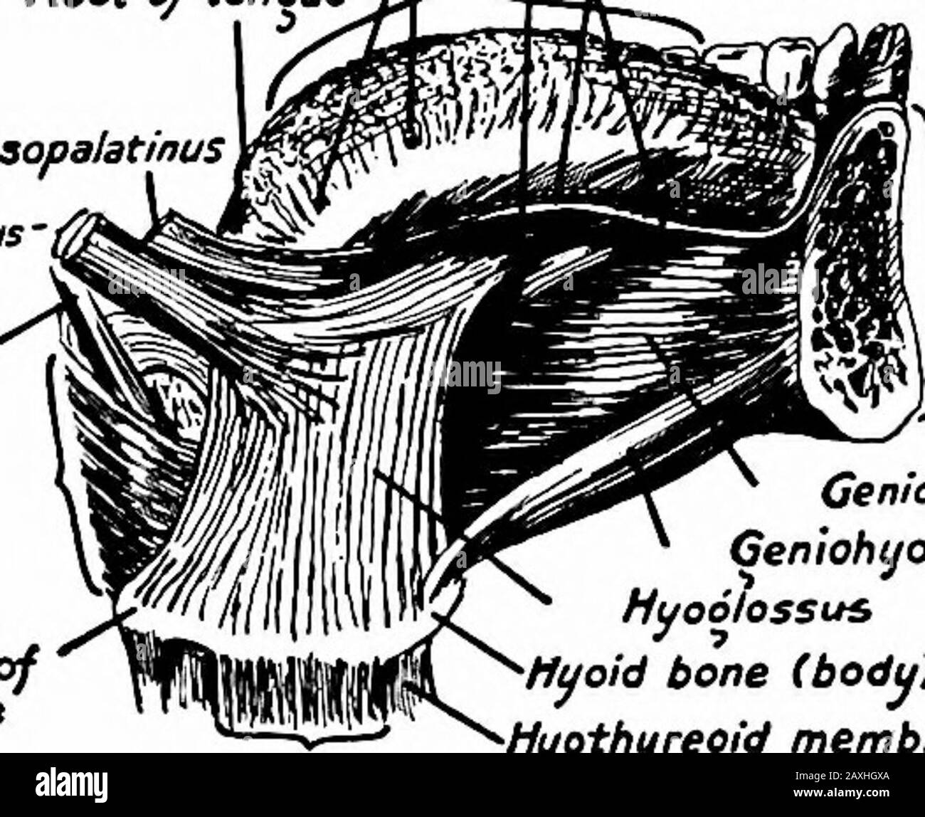A manual of anatomy . ions.—Elevates the hyoid bone and depresses the mandible. Nerve Supply.—Mylohyoid branch of the inferior dental nerve(trigeminal). iS6 MYOLOGY The m. geniohyoideus arises from the inferior mental spines (me-dial surface of the symphysis menti) and is inserted into the ventralsurface of the body of the hyoid bone. Actions.—Elevates the hyoid bone and depresses the mandible. Nerve Supply.—First and second cervical nerves through thehypoglossal nerve. LINGtTAL IVrUSCLES The intrinsic muscles are given in the description of the Tongue(page 288). The extrinsic muscles are give Stock Photo