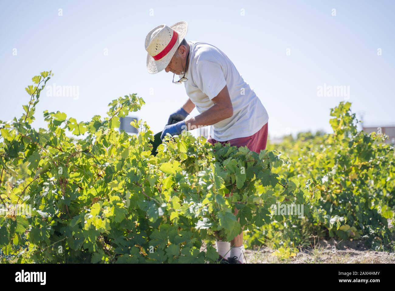 Middle-aged male with a hat picking grapes in a vineyard for making ...