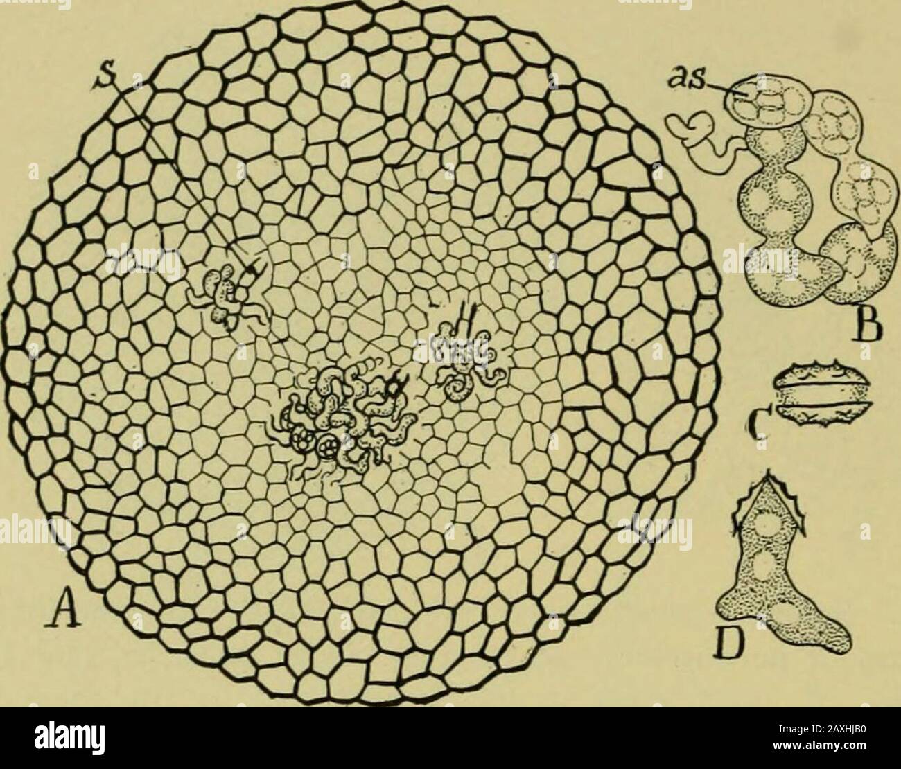Nature and development of plants . 143, B, C), thus forming a solidbody, known as the ascocarp or perithecium (plu. perithecia), thatappears to the eye as a minute grain of sand. During this growthnumerous lateral branches arise on the hyphae derived from thegametospore and become transformed into asci as shown in Fig.144, A, B. The ascocarps finally decay and set free the asco-spores which develop a new plant or mycelium. Thus the entiresexual process, with the exception that the male gamete is notset free, is suggestive of the Rhodophyceae. The truffles are a curious group of related fungi t Stock Photo