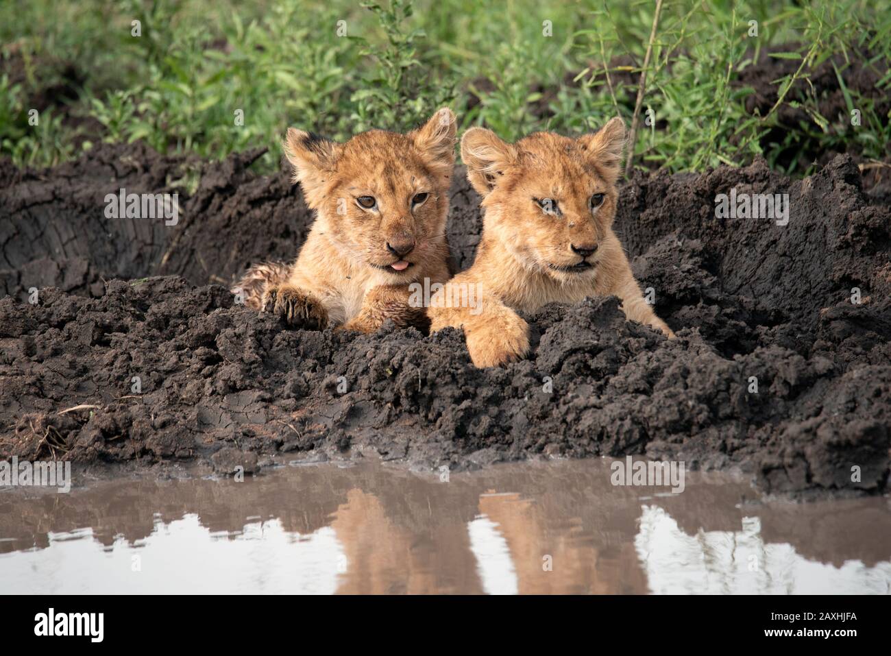 Two very cute and cheeky Lion cubs Stock Photo