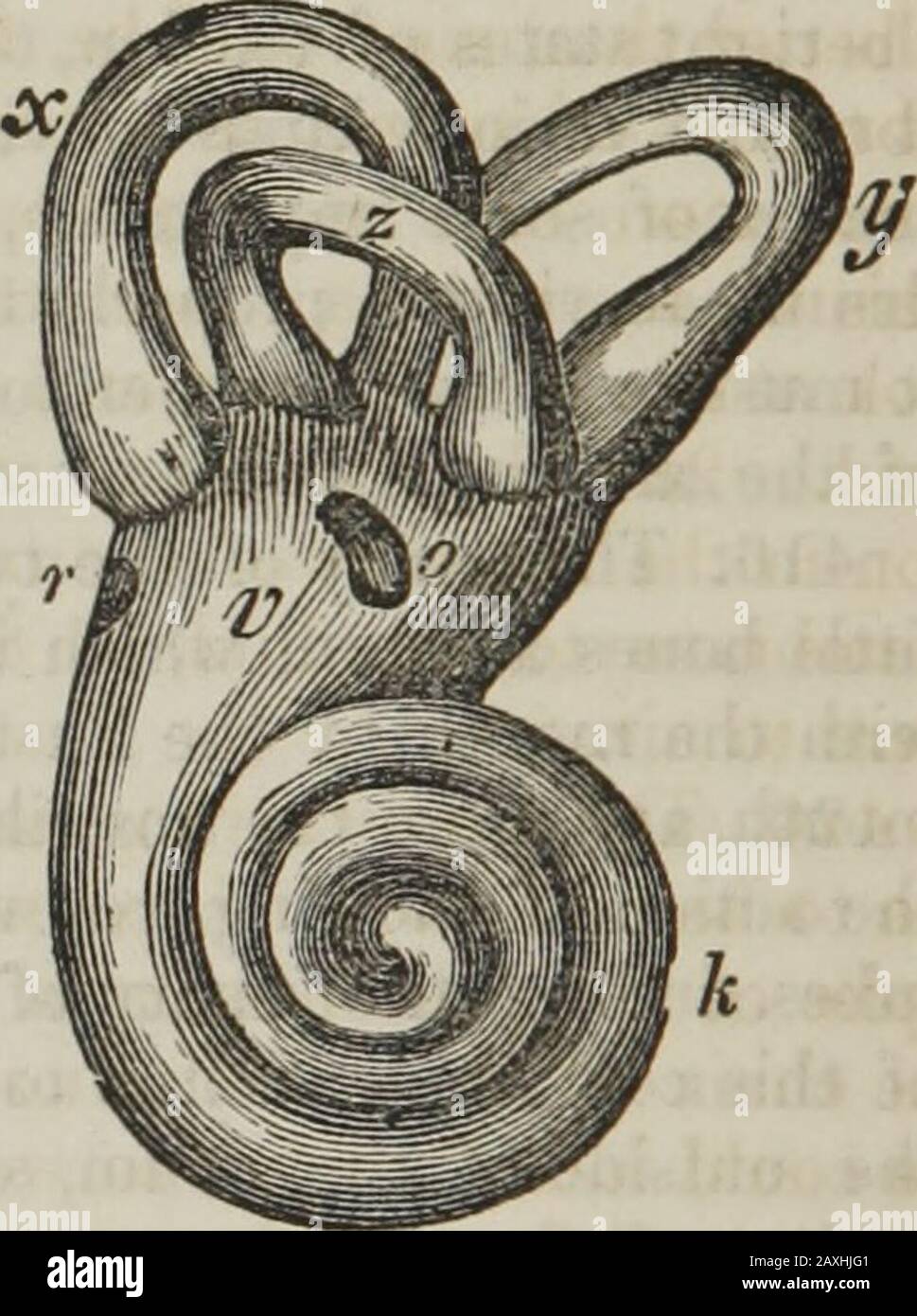 Stirrup bone hires stock photography and images Alamy