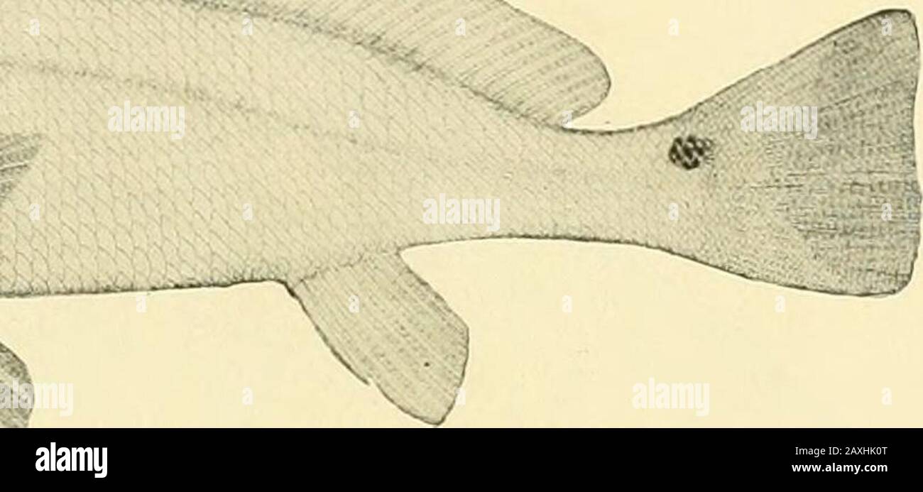 The food and game fishes of New York: . RED DRUM. 125. Spot; Lafayette 1 /.riostoiuns xauthurus Lacepede). Leiostomiis xantluinis Df.Kay, N. Y. Fauna, Fishes, 70, 1842, extra limital.Leiostoiiiiis xanthuriis Jordan & Gii.ufcrt, Bull. 16, U. S. Nat. Mas., 574, 1883.Lfiostoiniis xant/iunis I5kan, 19th Kept. Comui. Fish. N. Y., 260, 1890; Bull. km. Mus. Nat. Hist., IX, 367, 1897.Leiostoinus xanthuriis Eugene SMiT?r. Proc. Linn. Soc. N. Y., 1S97, 39, 1898.Leiostomus xanthuriis Mearns, Bull. . Mus. Nat. Hist., X, 321, 1898.Mugil ohli()uus Mitchill, Rept. Fish. N. Y., 16, 1814, New York.Leiostom Stock Photo